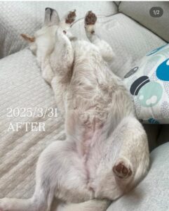 アトピー性皮膚炎AFTER